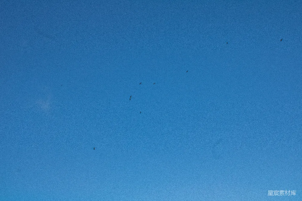 高清摄影 一群鸟在蓝天中飞翔