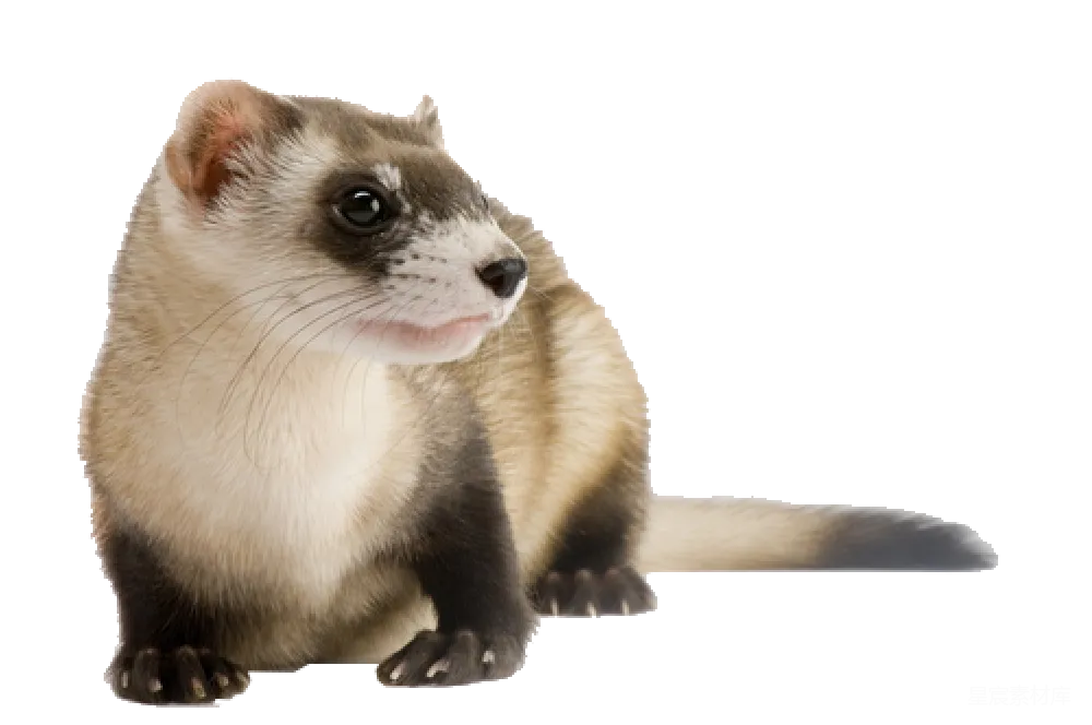 元素素材 PNG