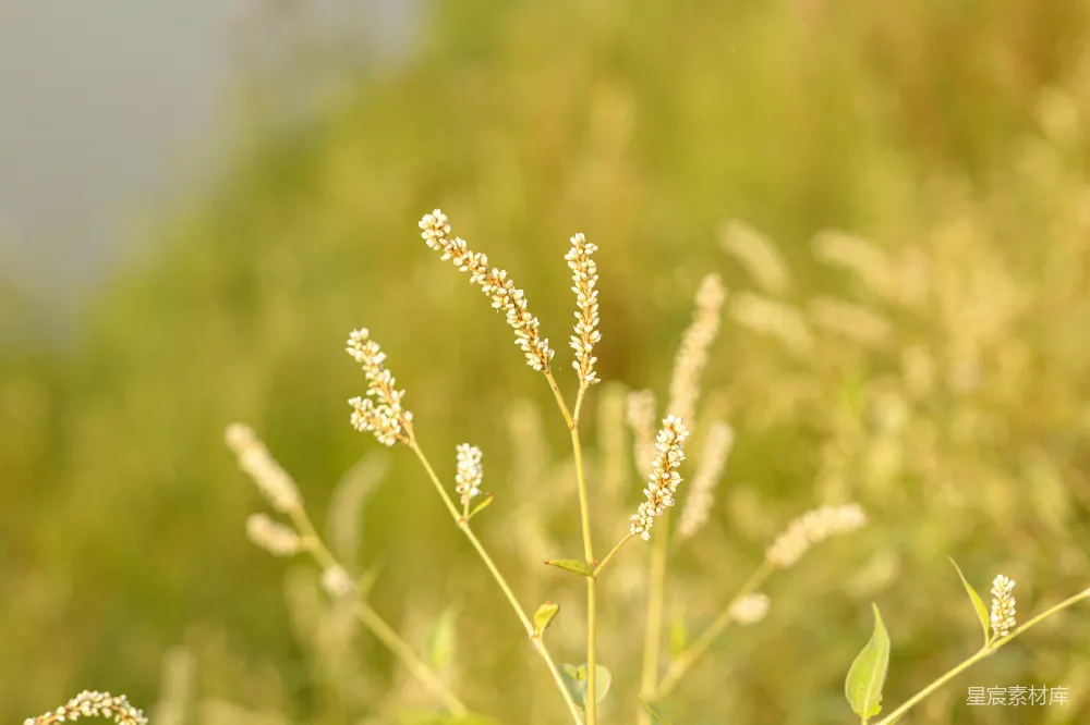 高清摄影  田野中的一株植物的特写
