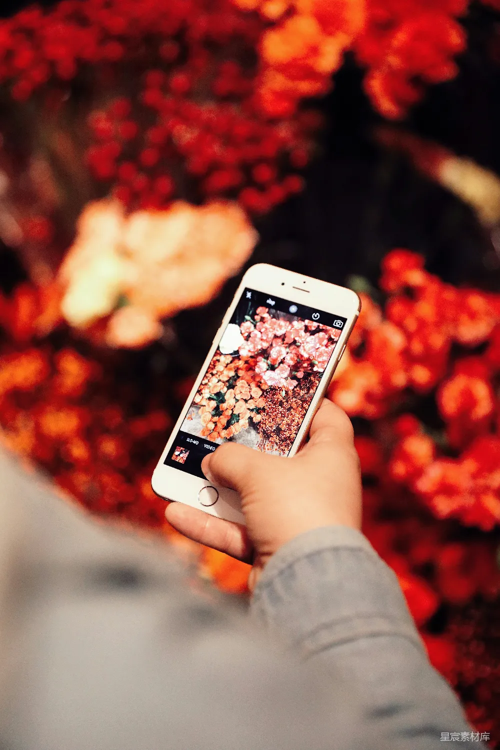 高清摄影  手持金色iPhone 6的人员正在拍照