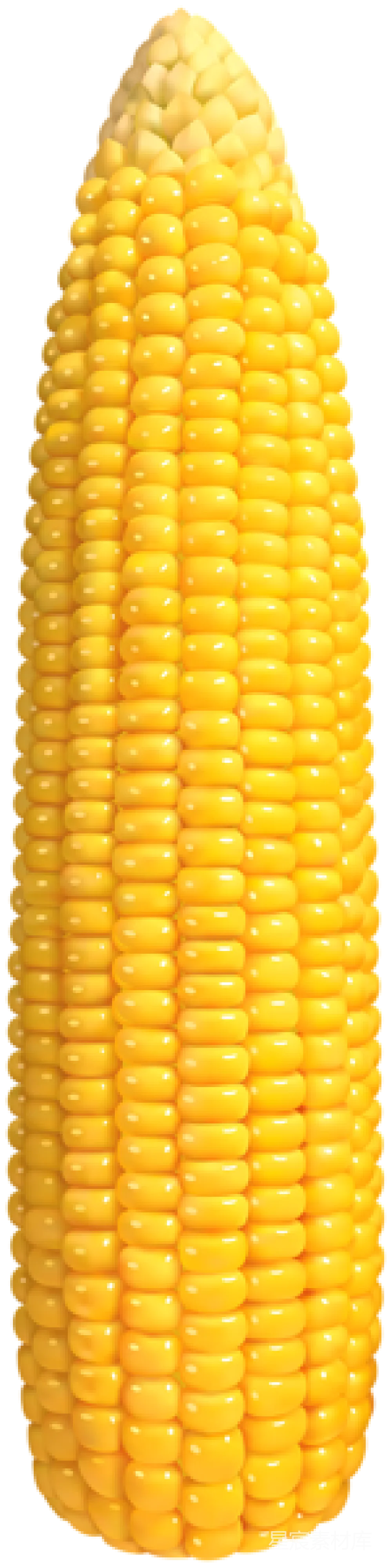 玉米