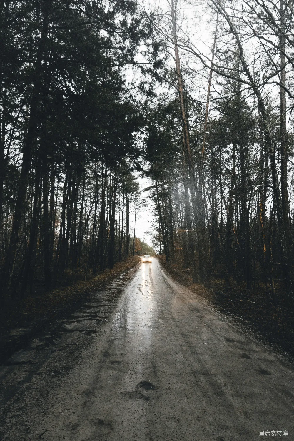 高清摄影  树间白天的道路呈灰色