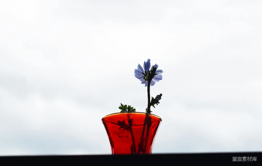 高清摄影 红陶花瓶中紫色的花朵