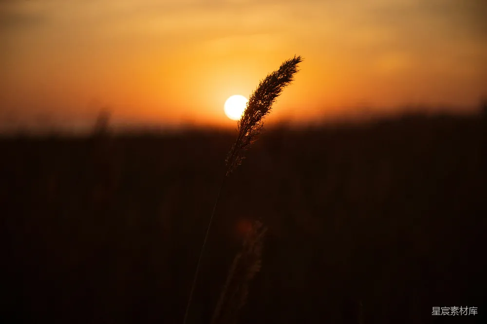 高清摄影  夕阳西下，一片茂密的草地上。