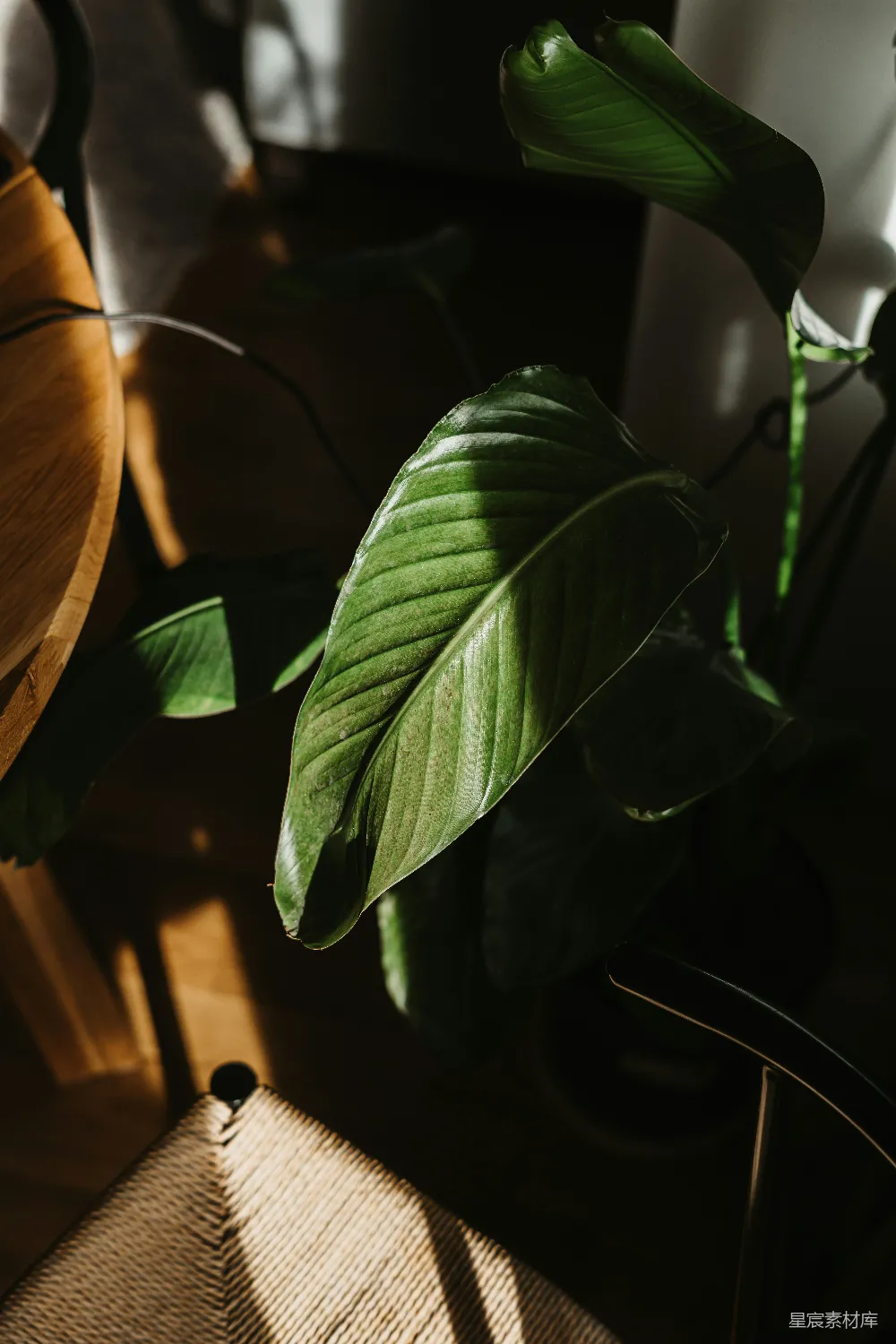 高清摄影  一棵绿色植物坐在一张木制的椅子上