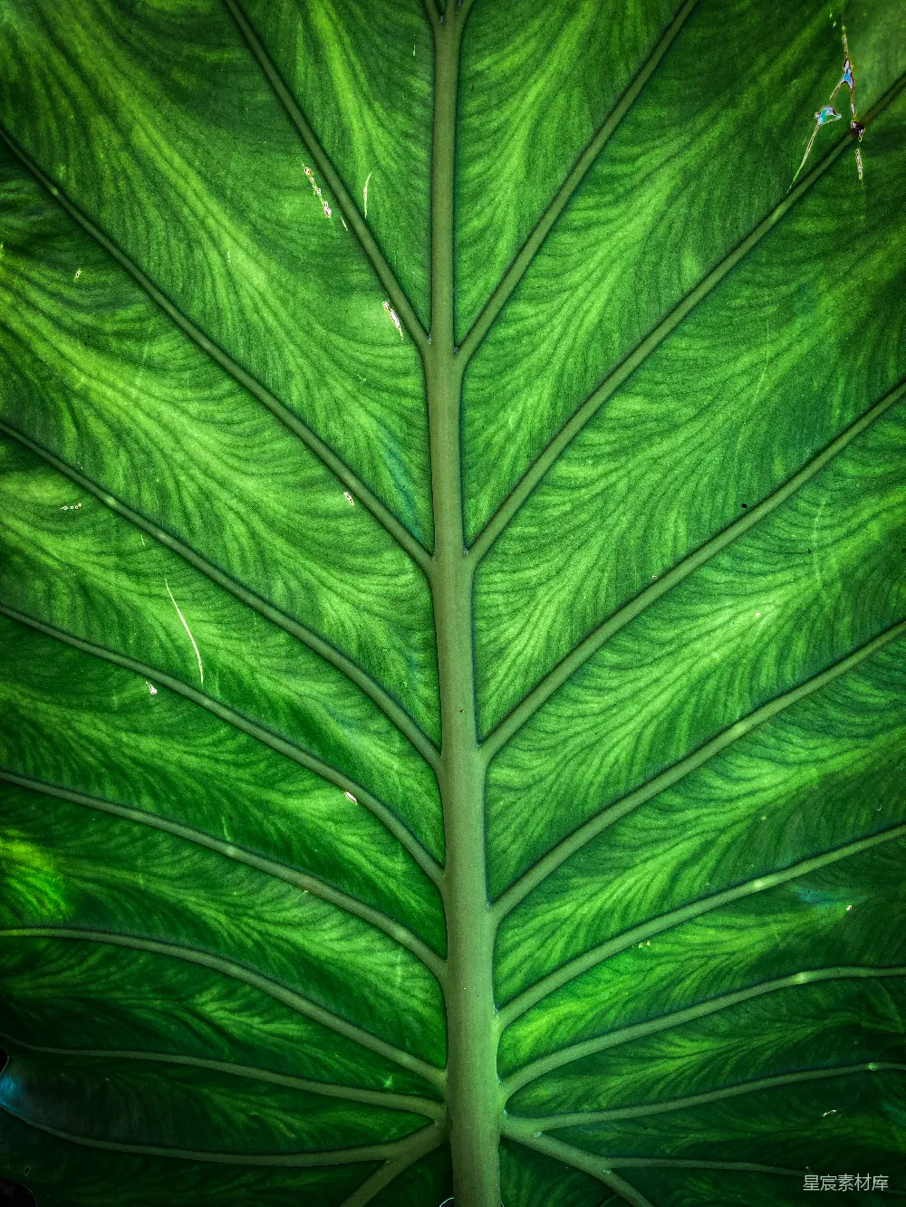 高清摄影  近景绿叶摄影