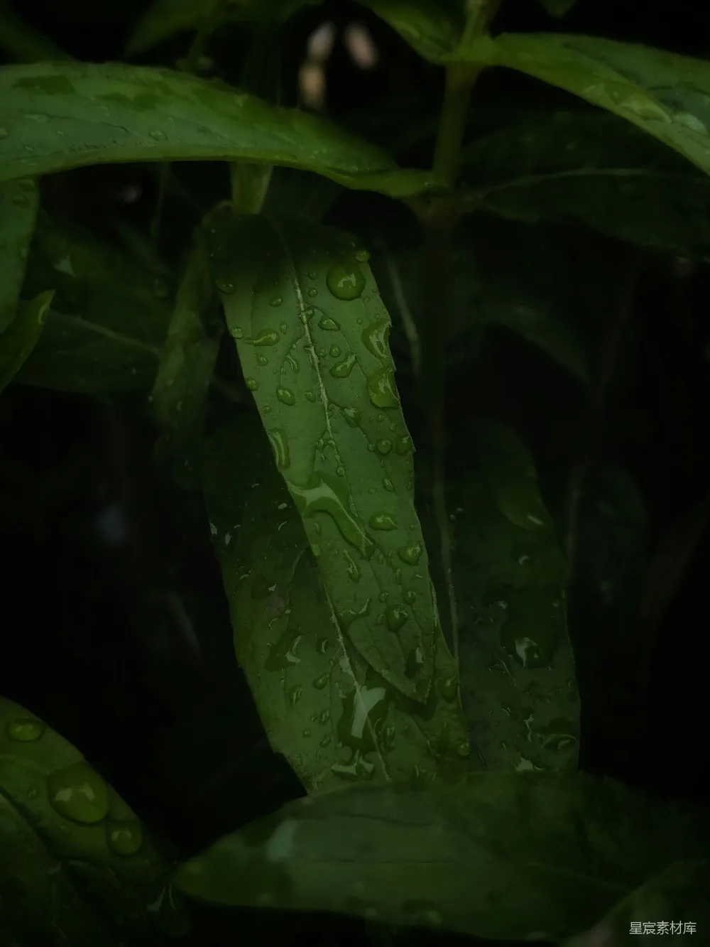 高清摄影  带有水珠的绿色植物