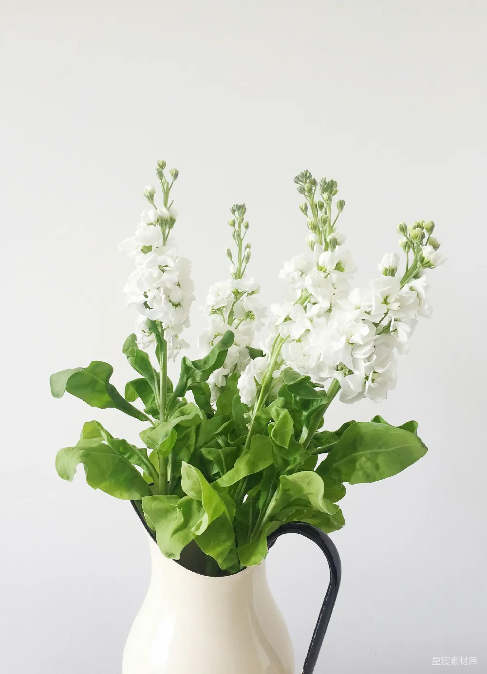 高清摄影 春天 白色花瓣的花插在白色花瓶中