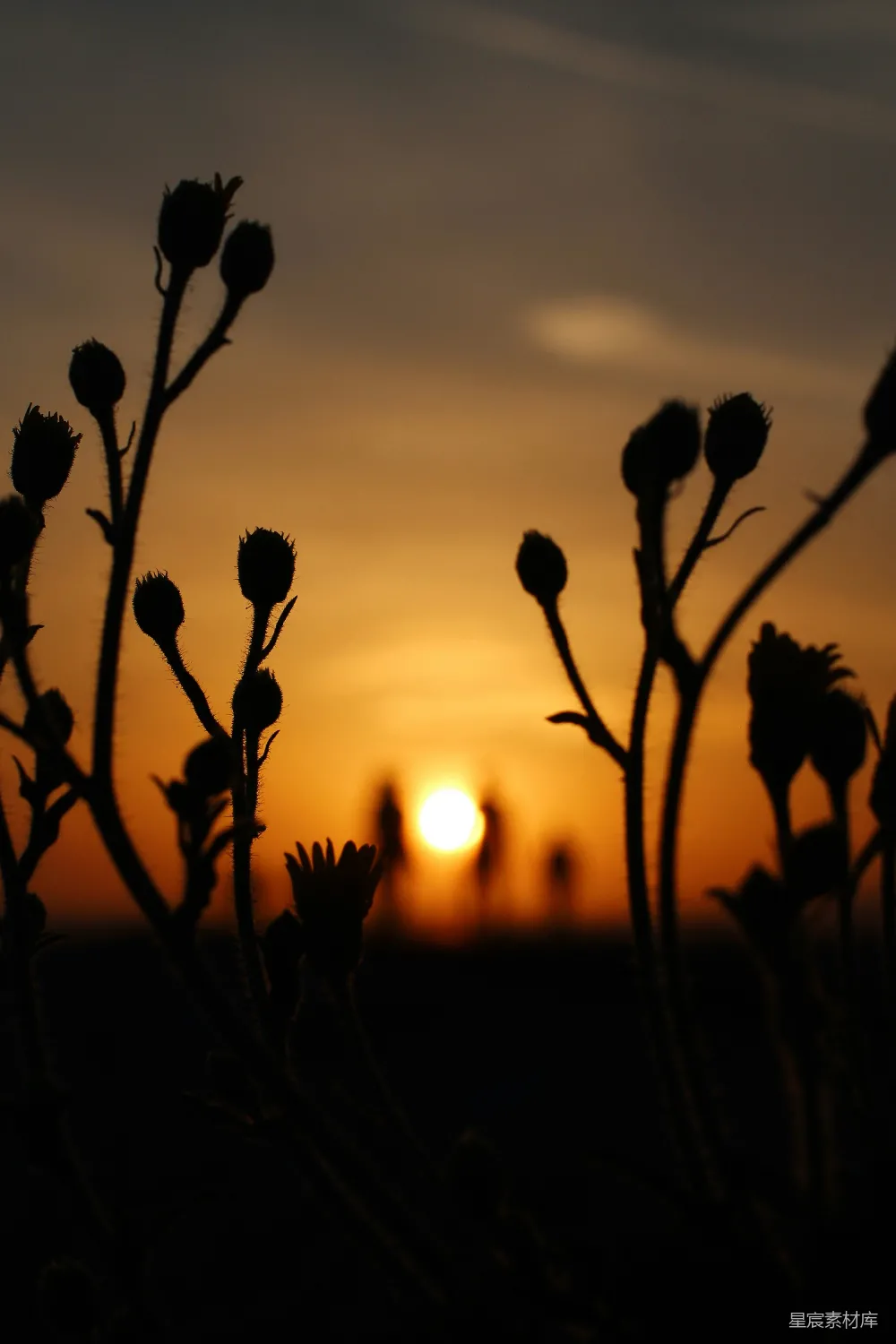 高清摄影 夕阳下的花影