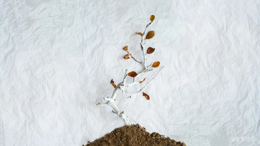 高清摄影 自然 棕色叶片植物的照片放在土壤上