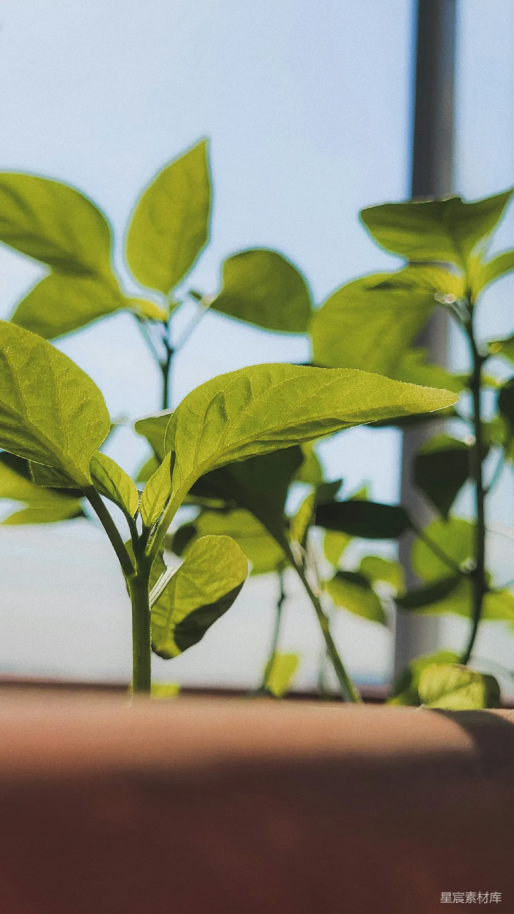 高清摄影  一株植物的特写，叶片为绿色。