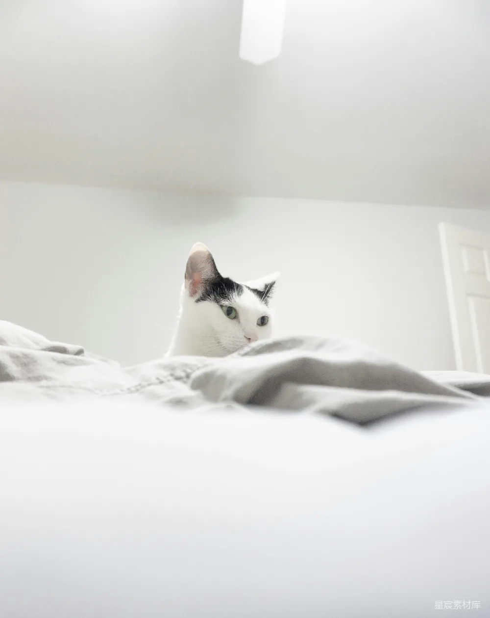 高清摄影  一只黑白相间的猫坐在一张床顶上。