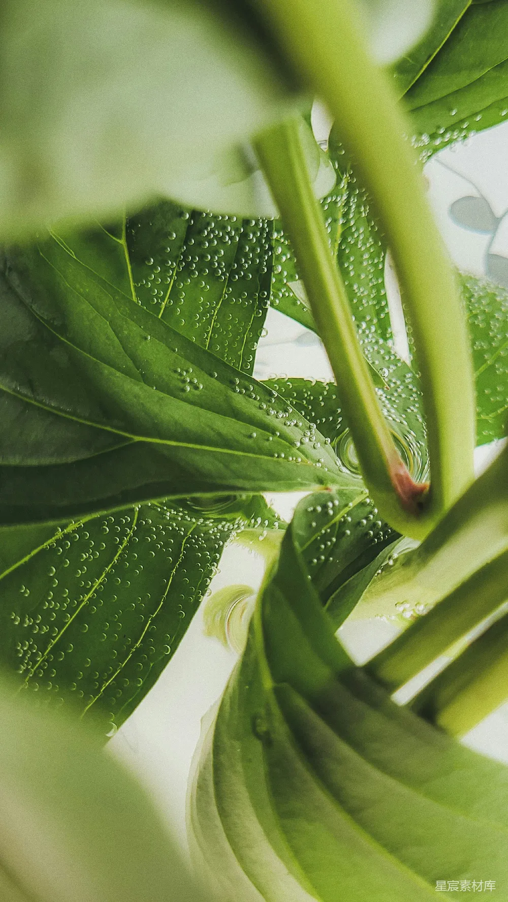 高清摄影  绿色植物的特写