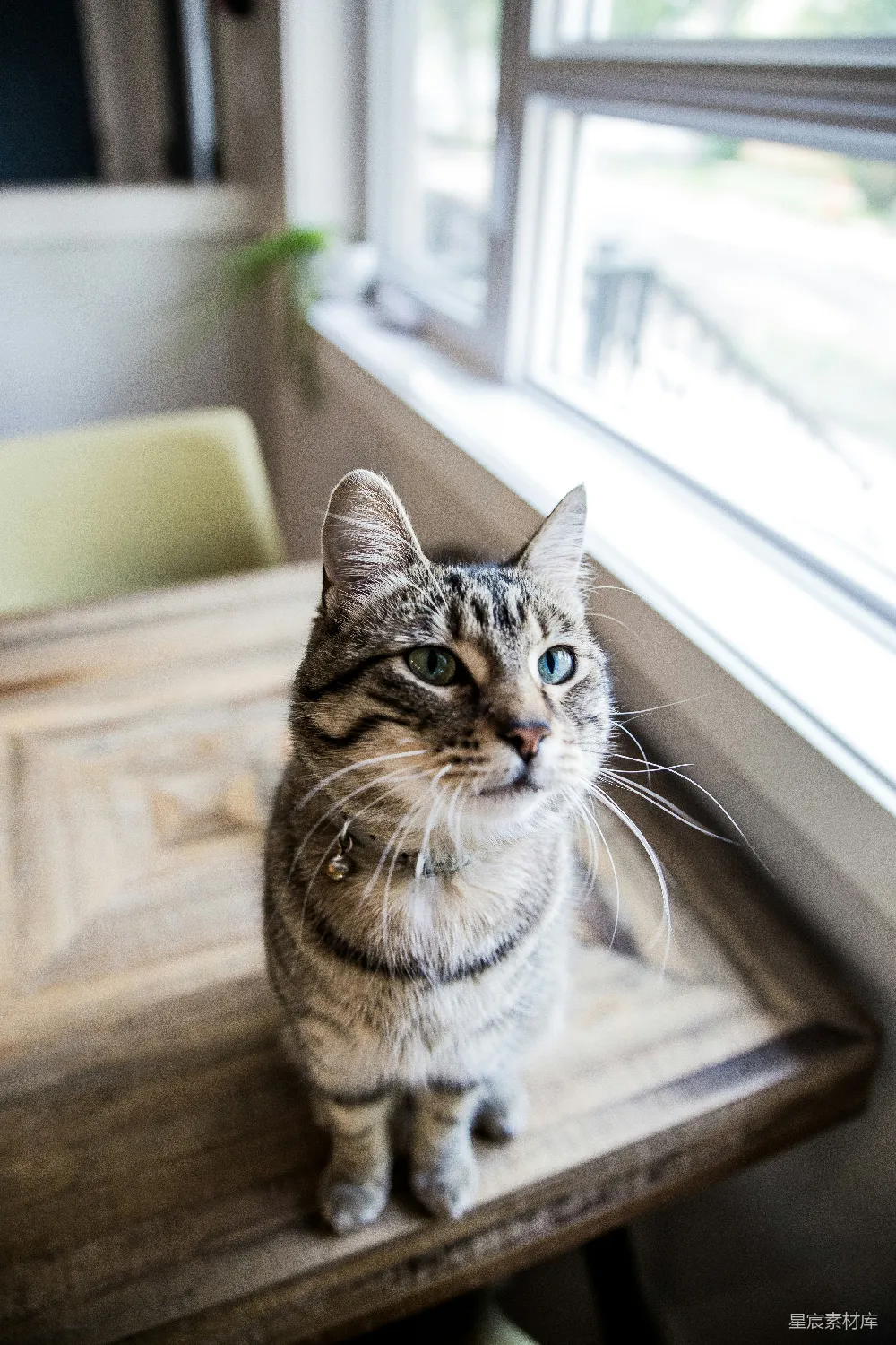 高清摄影 宠物猫坐在桌子上