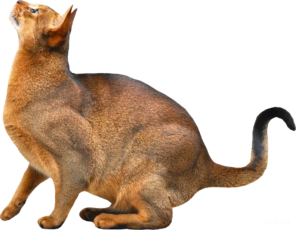 元素素材 小猫