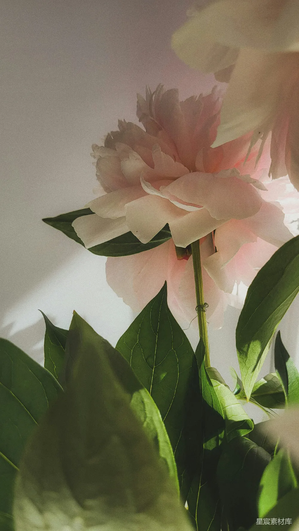 高清摄影  一束花