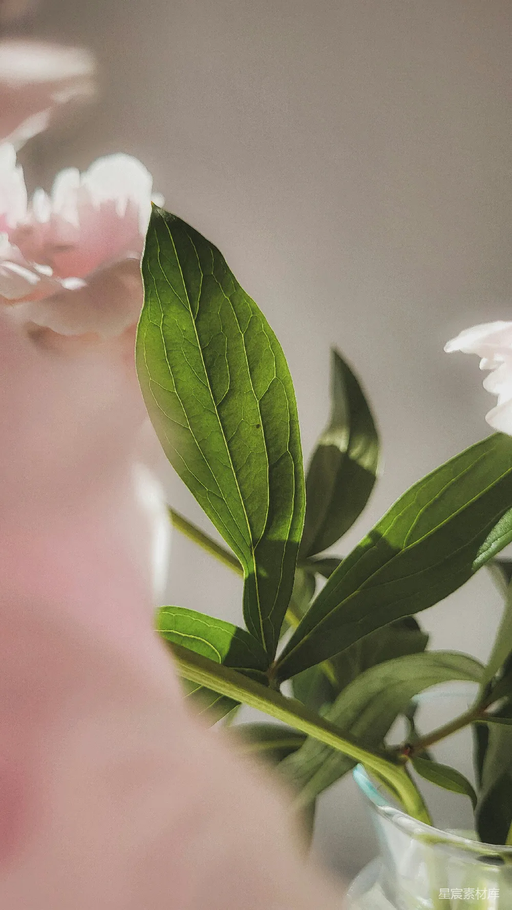 高清摄影  一 vase 装满了粉红色的花朵和绿色的叶子