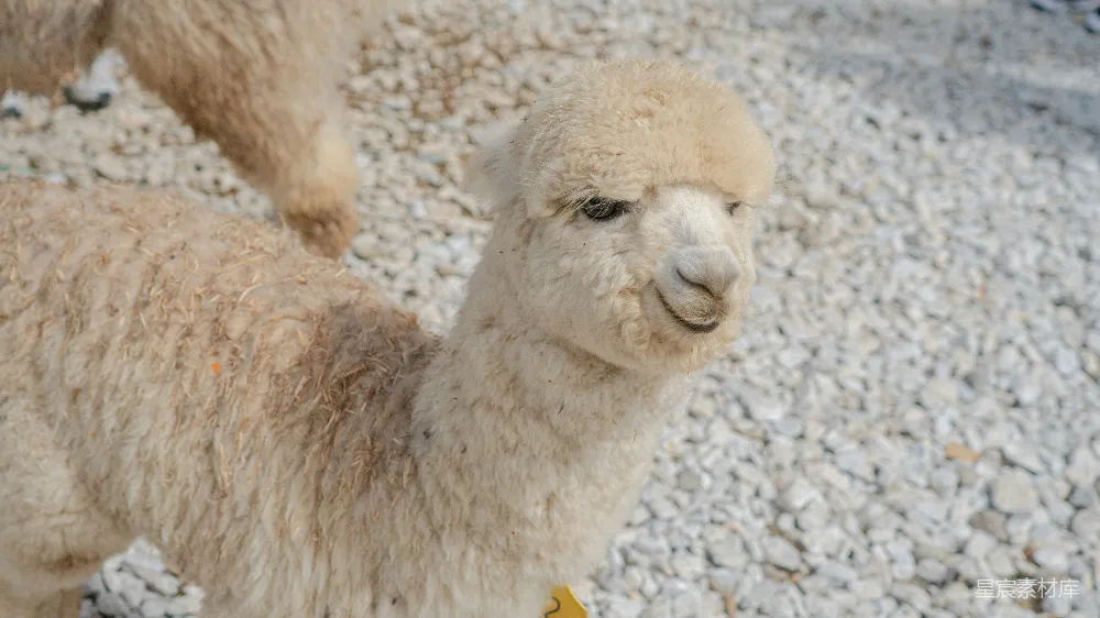 高清摄影  两只 llama 紧挨着站立着
