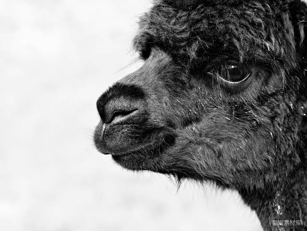高清摄影  黑 llama