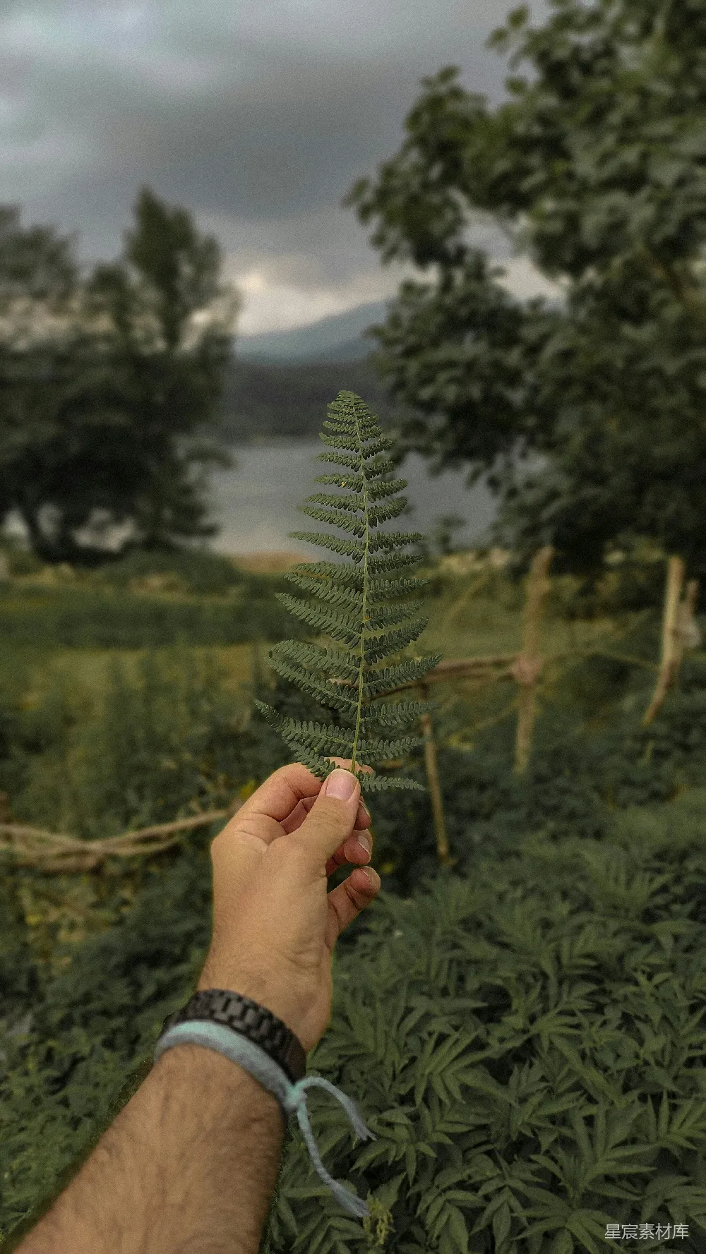 高清摄影 一只手拿着一个小松树