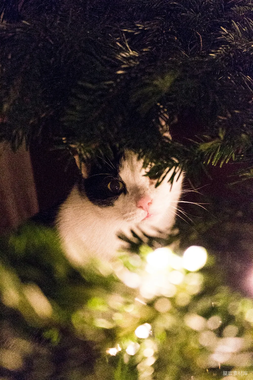 高清摄影  绿色植物遍布黑白小猫之间