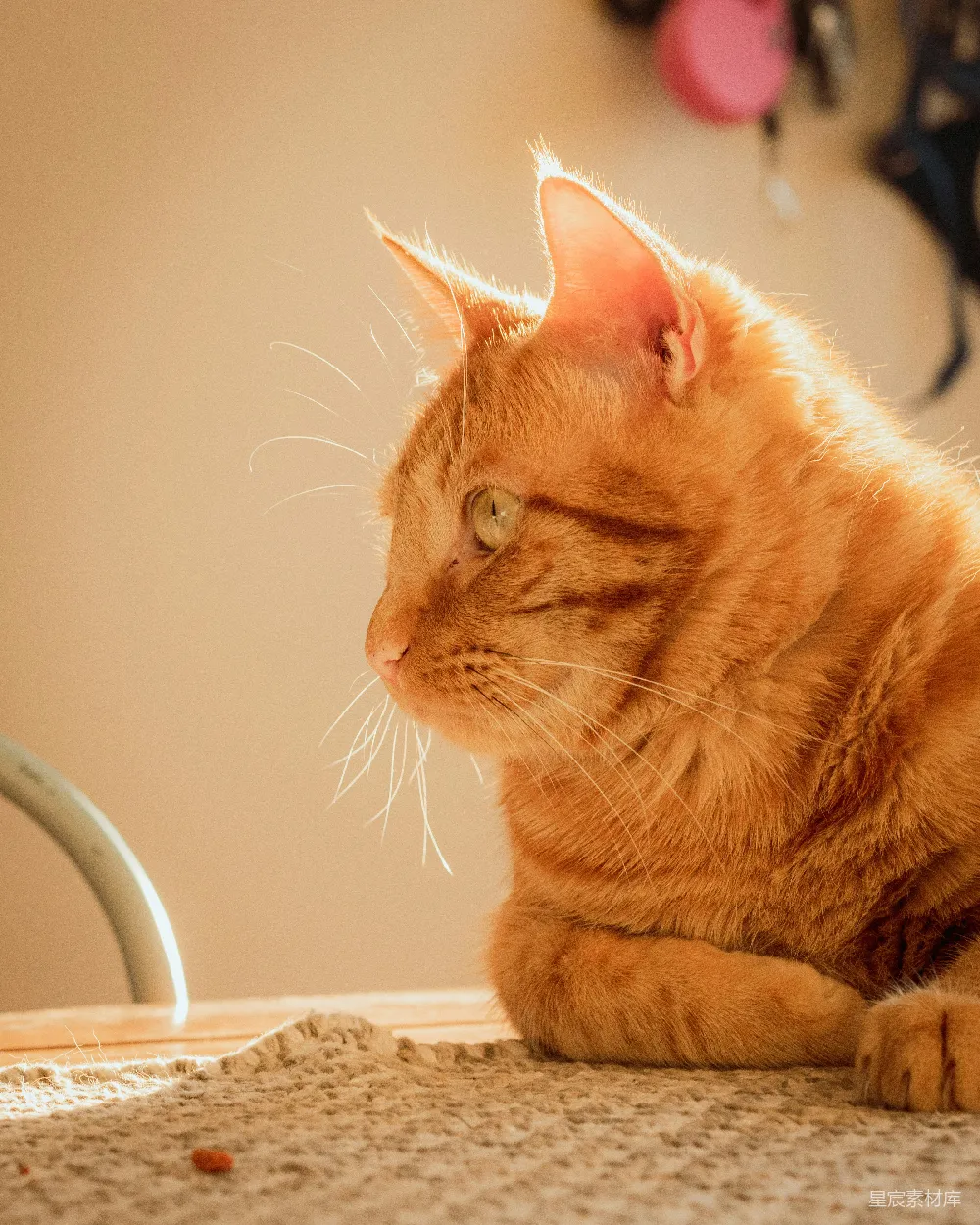 高清摄影 橘色条纹猫卧于褐色纺织品上