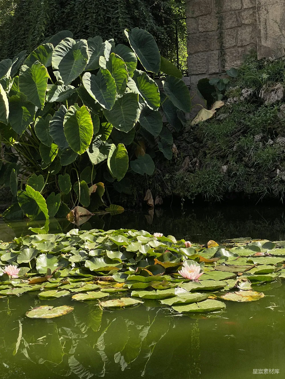 高清摄影 旅行 自然 满是水生植物的池塘