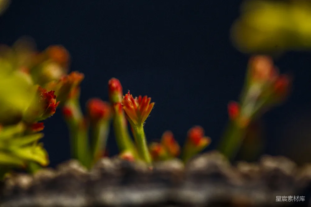 高清摄影 自然 一朵红花植物的特写镜头