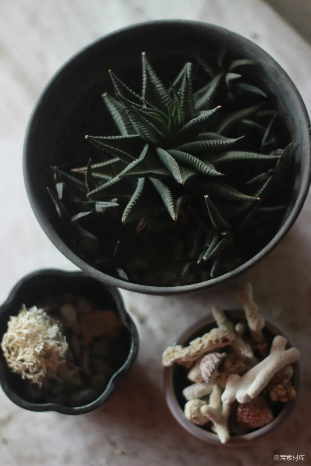 高清摄影  黑色圆形花盆中的绿色植物