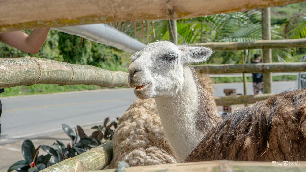 高清摄影  两只 llama 侧对着侧着站立在彼此旁边。