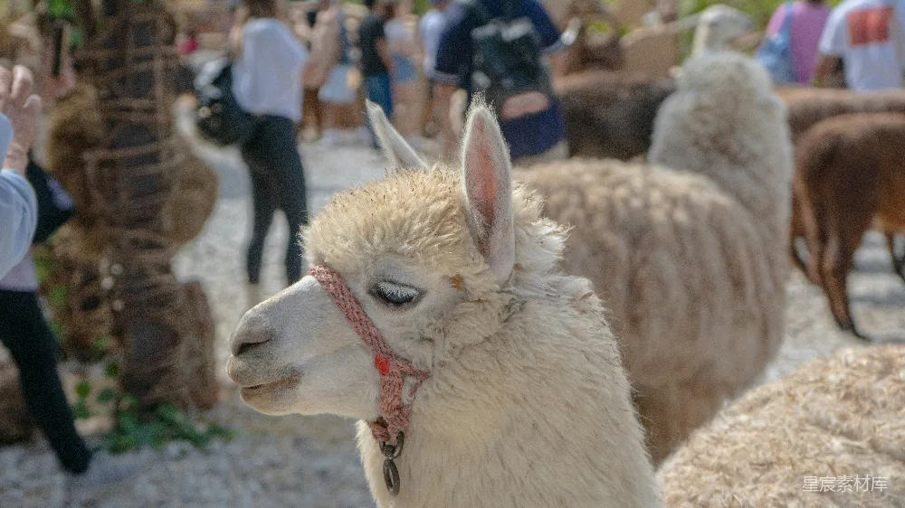 高清摄影  一群 llama 正在站立在一起。