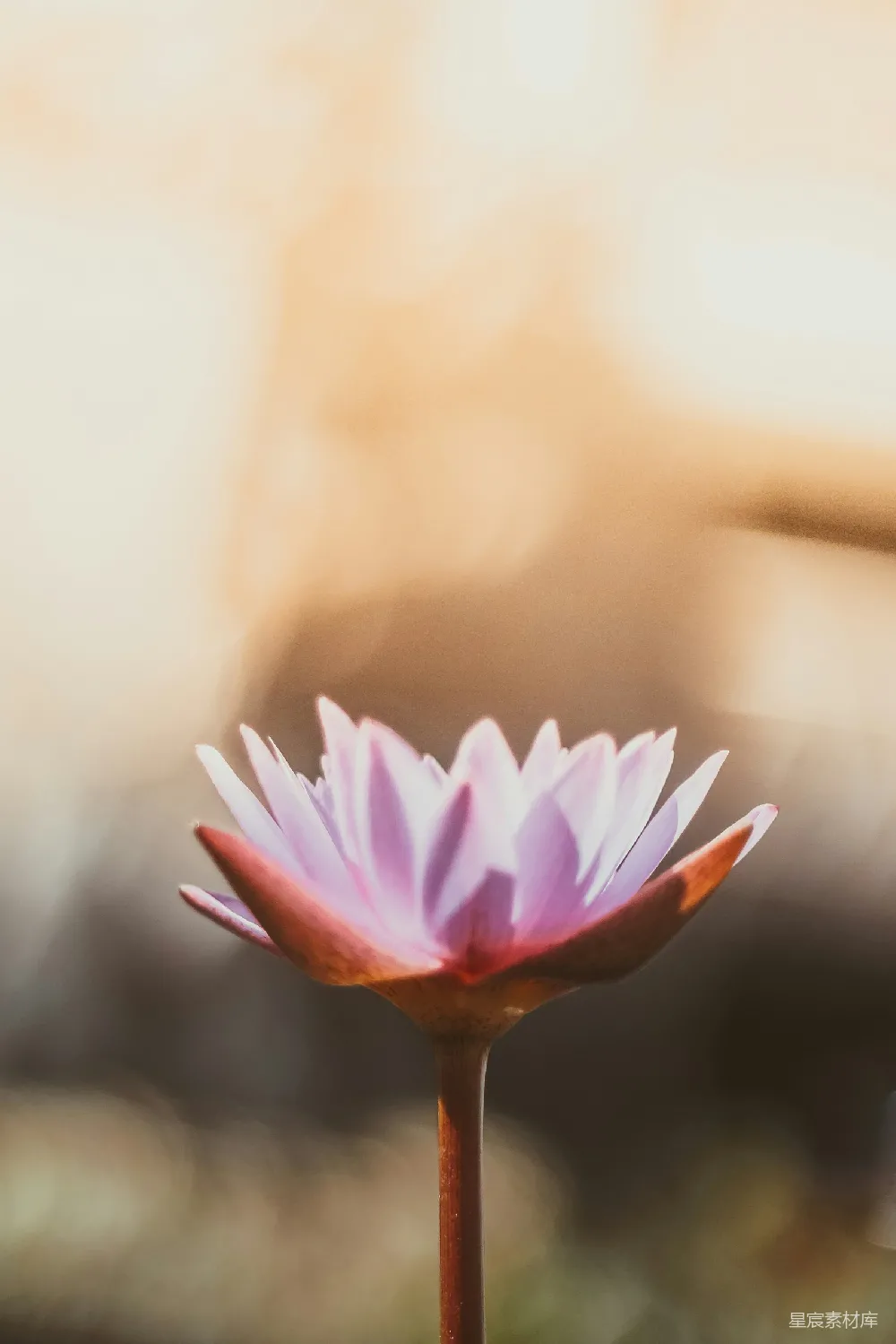 高清摄影  浅聚焦摄影紫花