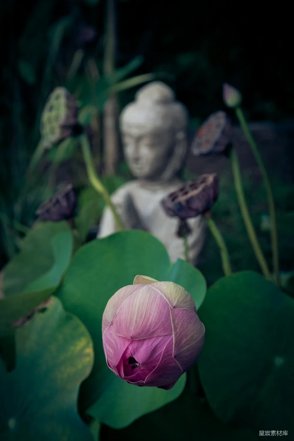 高清摄影  浅聚焦花卉照片
