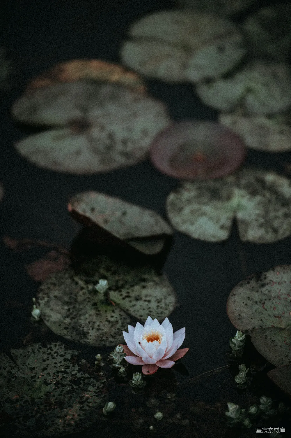 高清摄影 白花和粉花水莲花盛开，近处有绿荷叶。