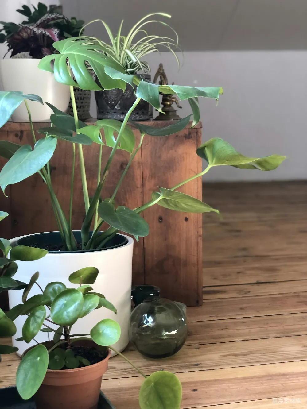 高清摄影 一排盆栽植物摆放在木制桌子上