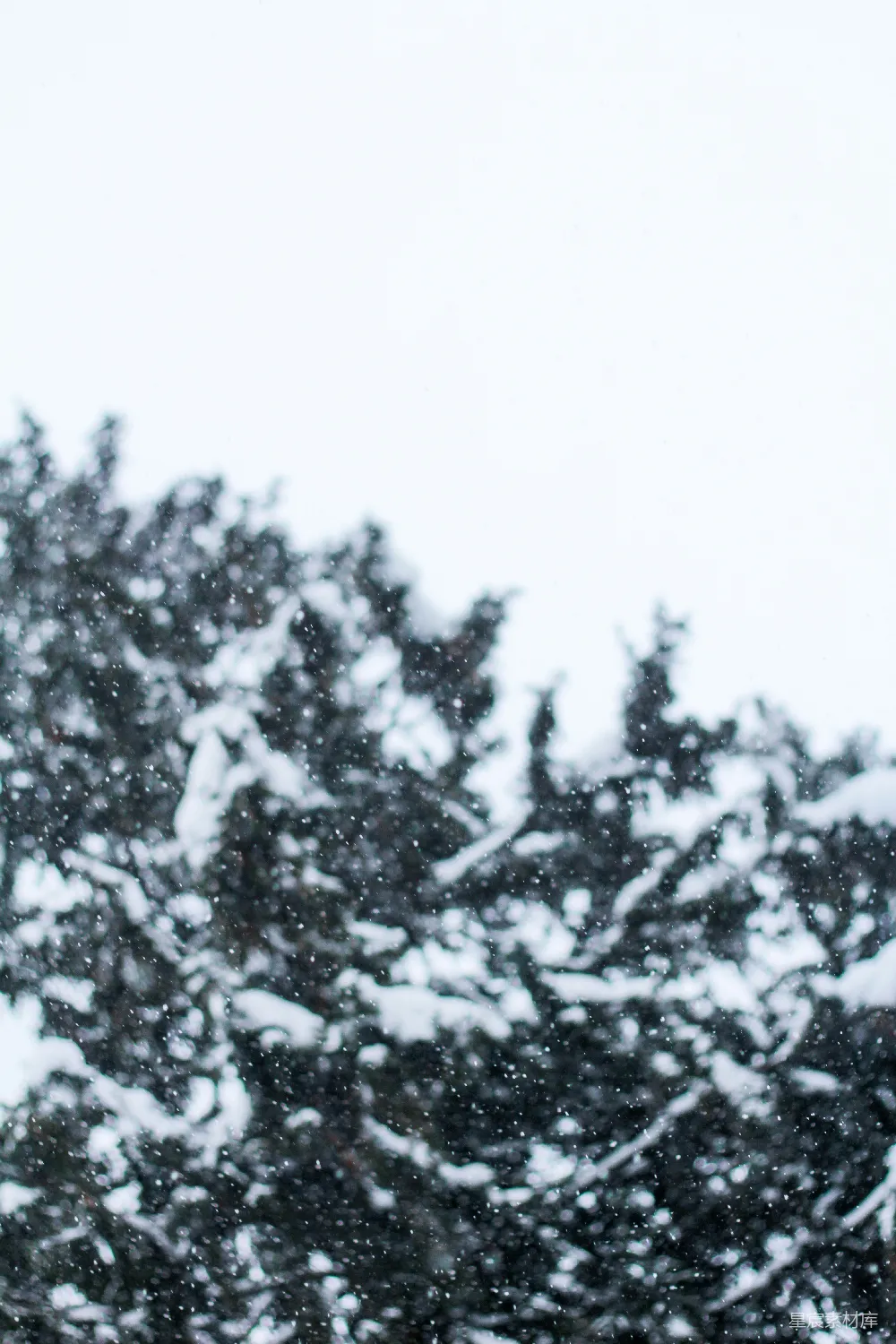 高清摄影 白天覆盖着积雪的树木