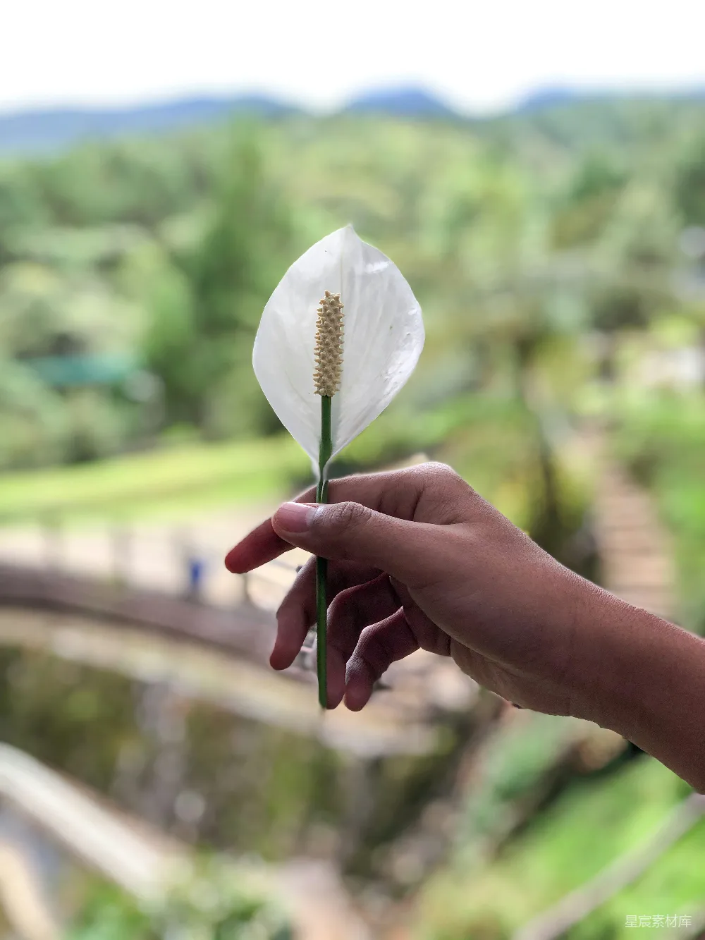 高清摄影 手里拿着一朵花的人