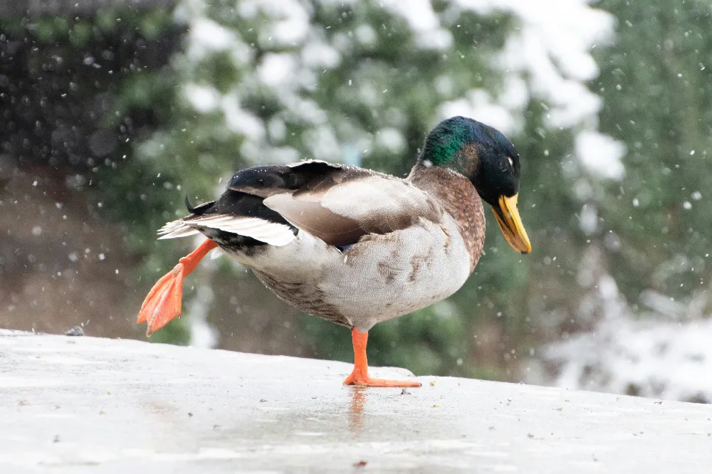高清摄影 站在雪中的鸭子站在 ledge 上