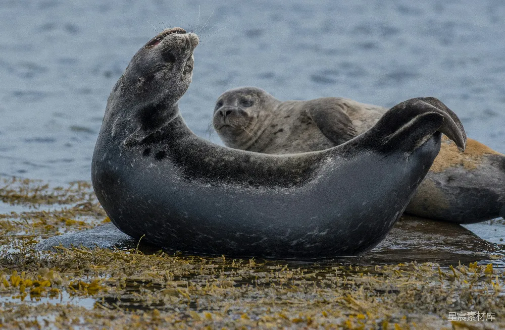高清摄影  海边的两只 seals