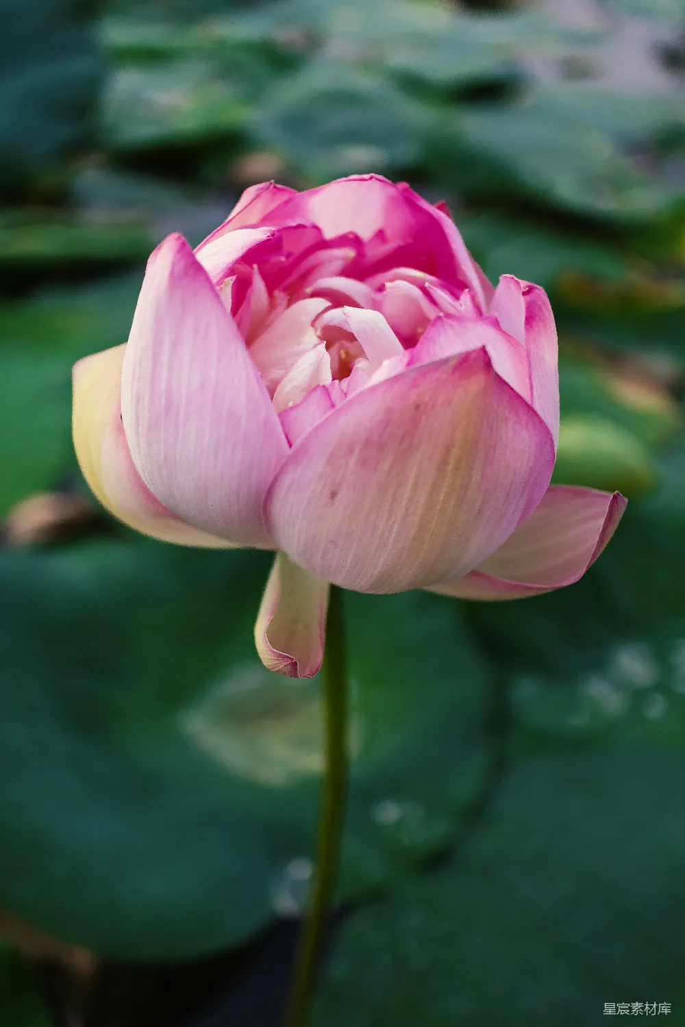 高清摄影 白天盛开的粉色莲花