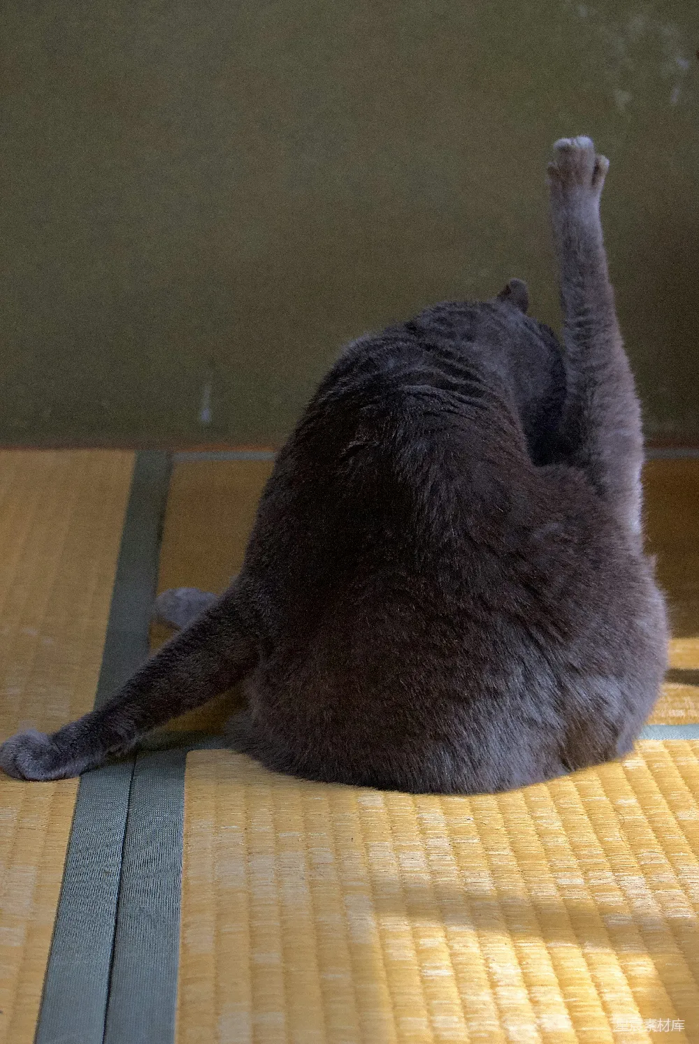 高清摄影  俄罗斯蓝猫躺在棕色的编织椅上