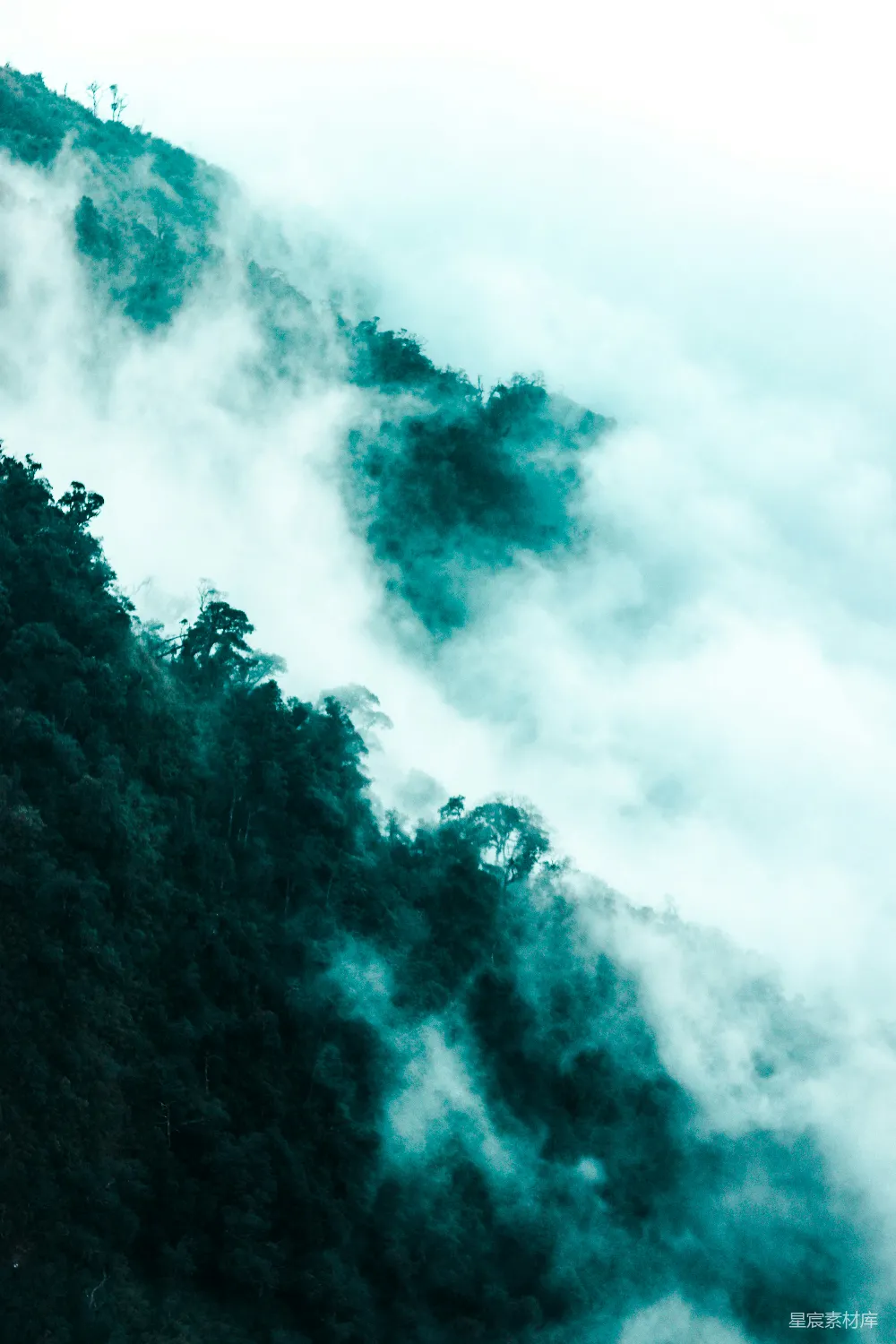 高清摄影 绿树白云间