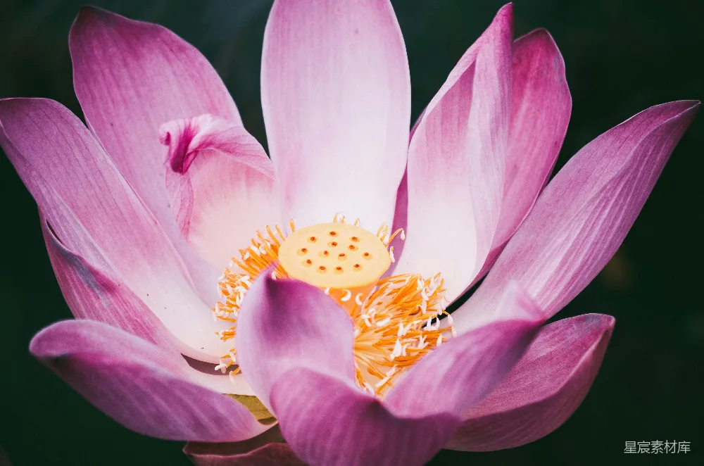 高清摄影 粉色和黄色花朵的 macro  photography