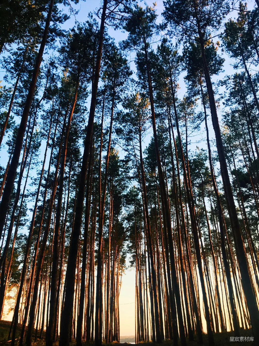 高清摄影 蓝天下的森林在白天