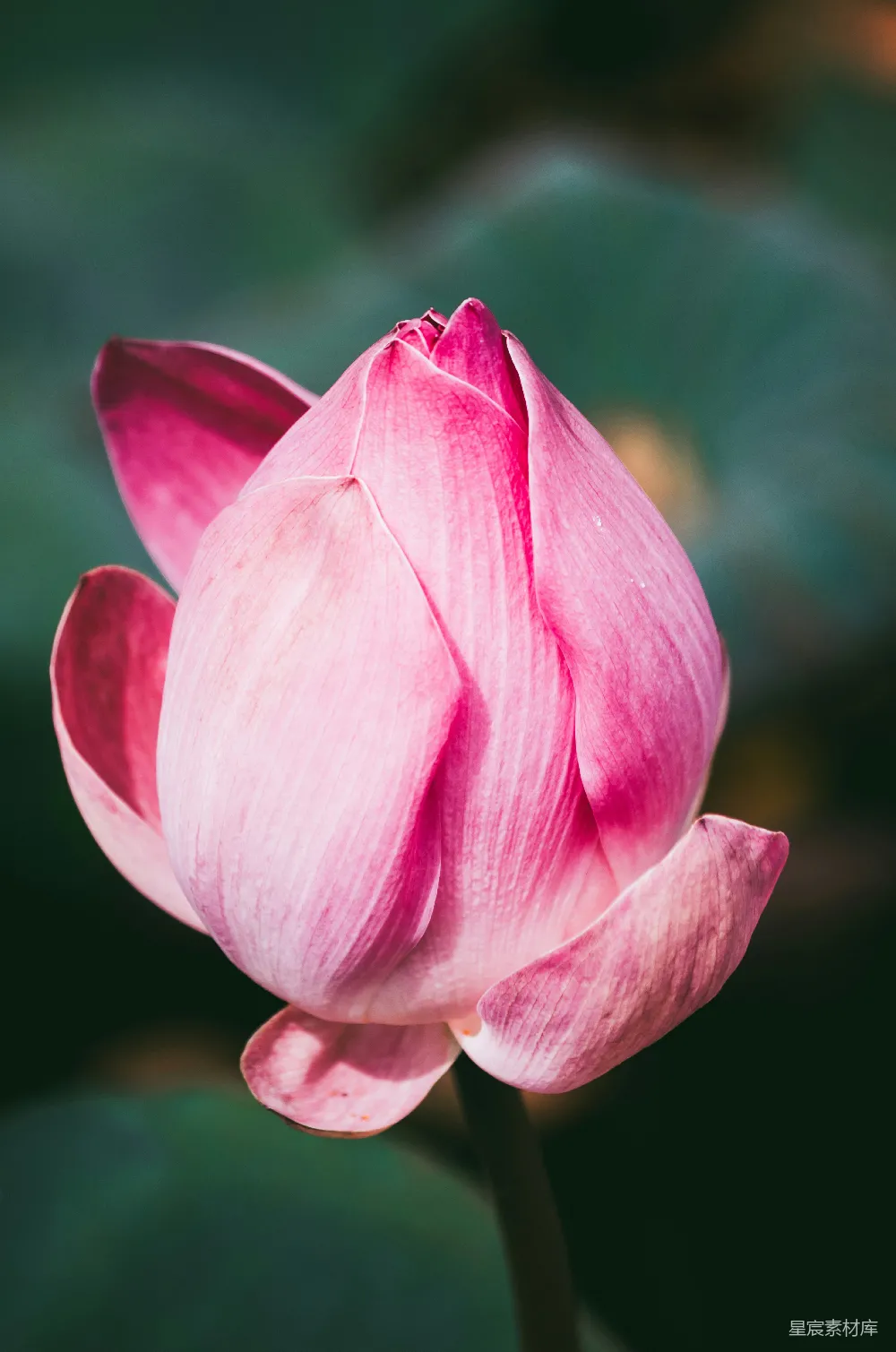 高清摄影 粉瓣花