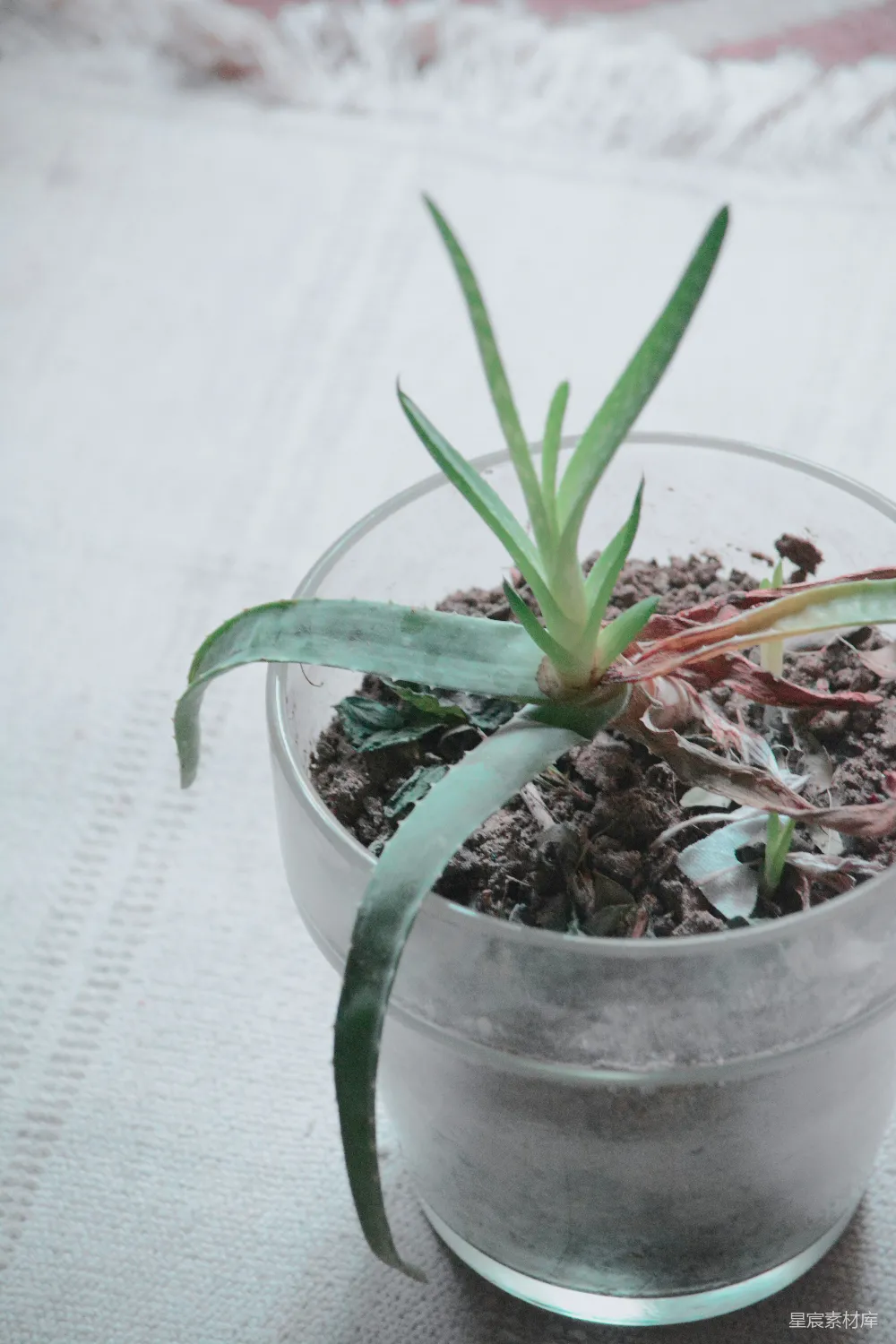 高清摄影 绿色植物放在白色花盆中