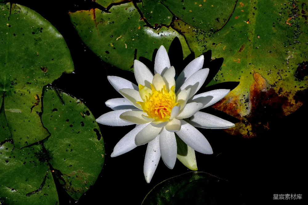 高清摄影 池塘里一朵白色的荷花和黄色的睡莲