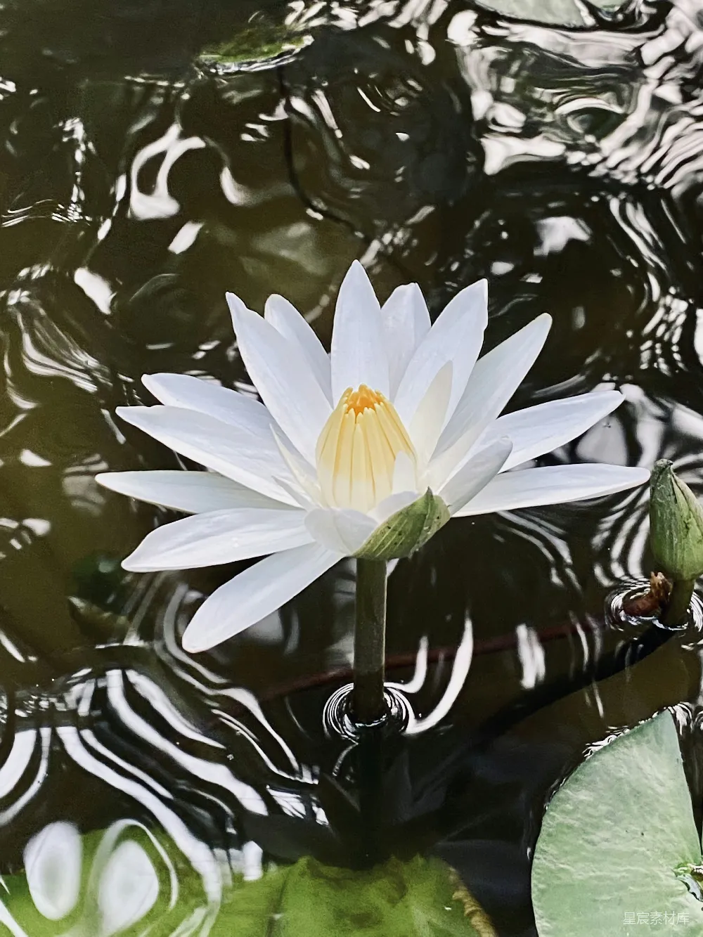 高清摄影 池塘里一朵白花