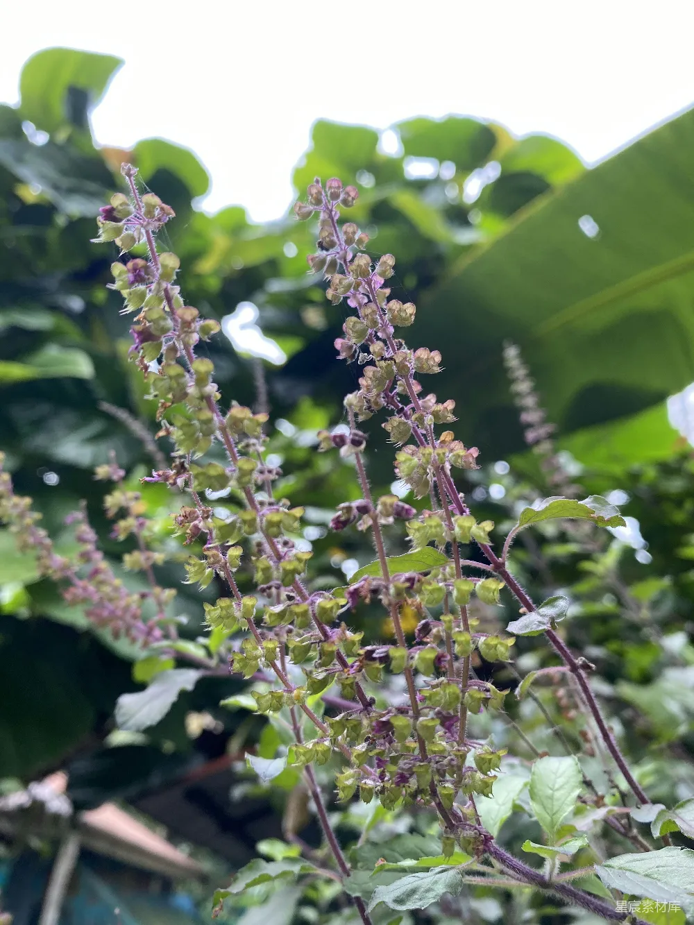 高清摄影 一张植物的特写照片