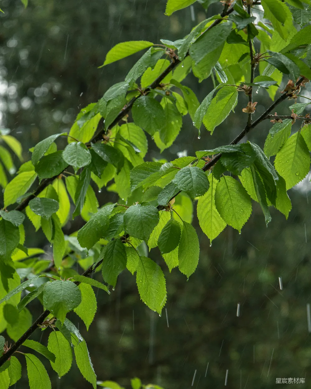高清摄影  雨中的一根枝条上长满了绿叶